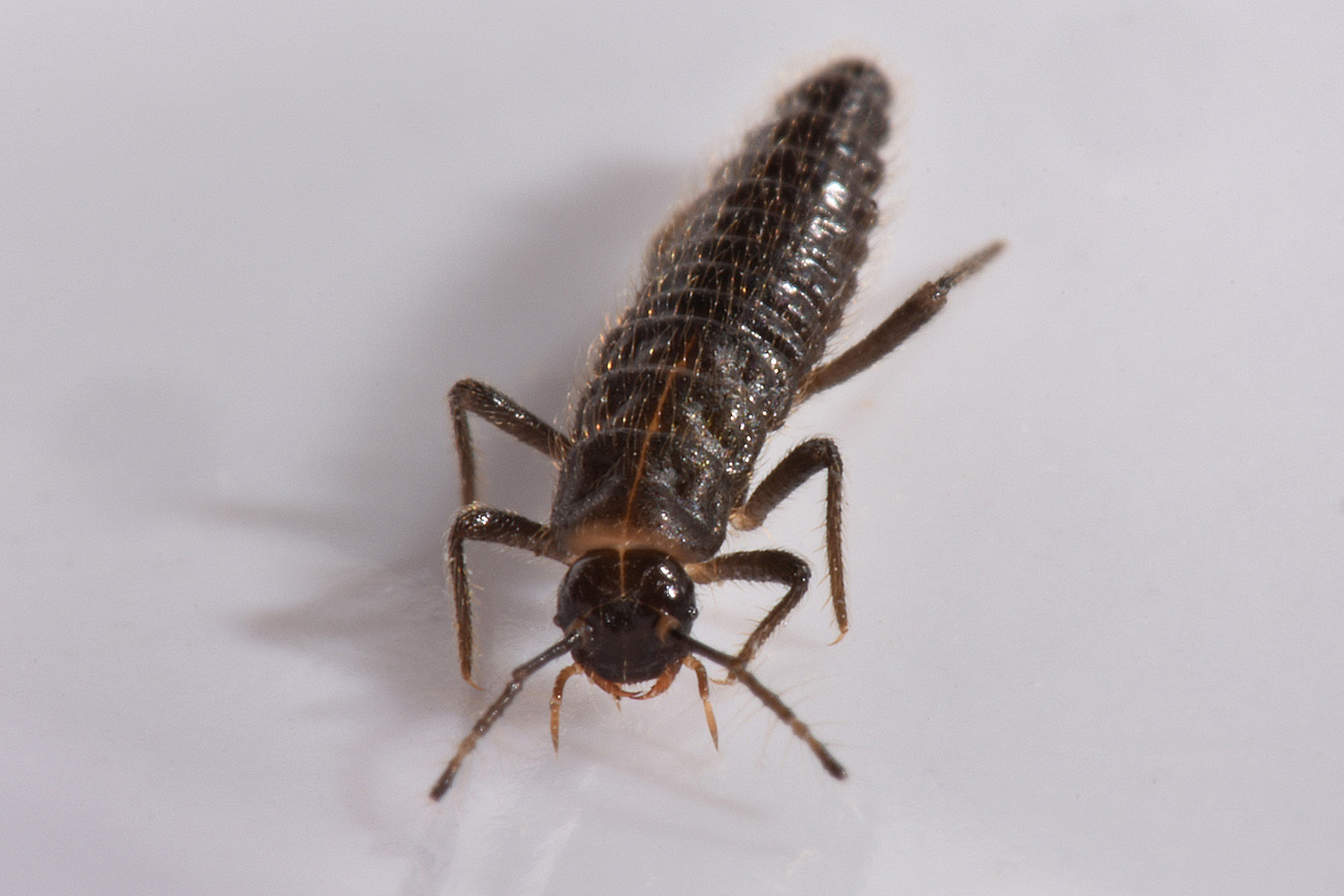 Larve di Palaeostigus sp?